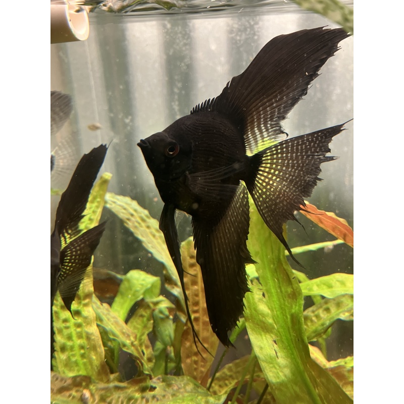 Black Pinoy Pearl angels