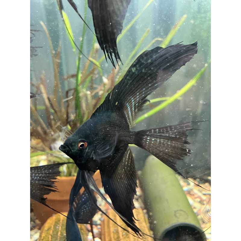 Black Pinoy Pearl angels
