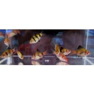 8 black ruby barbs