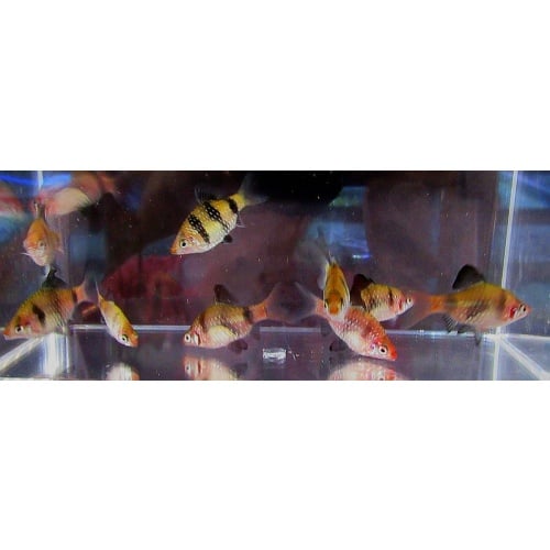 8 black ruby barbs