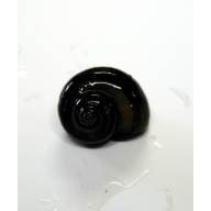 12 black mystery snails