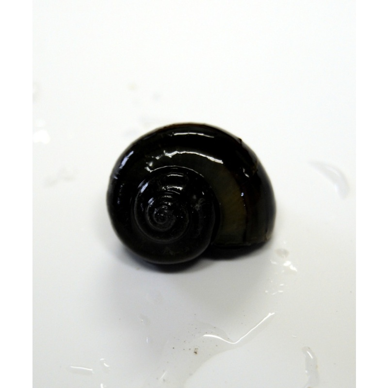 12 black mystery snails