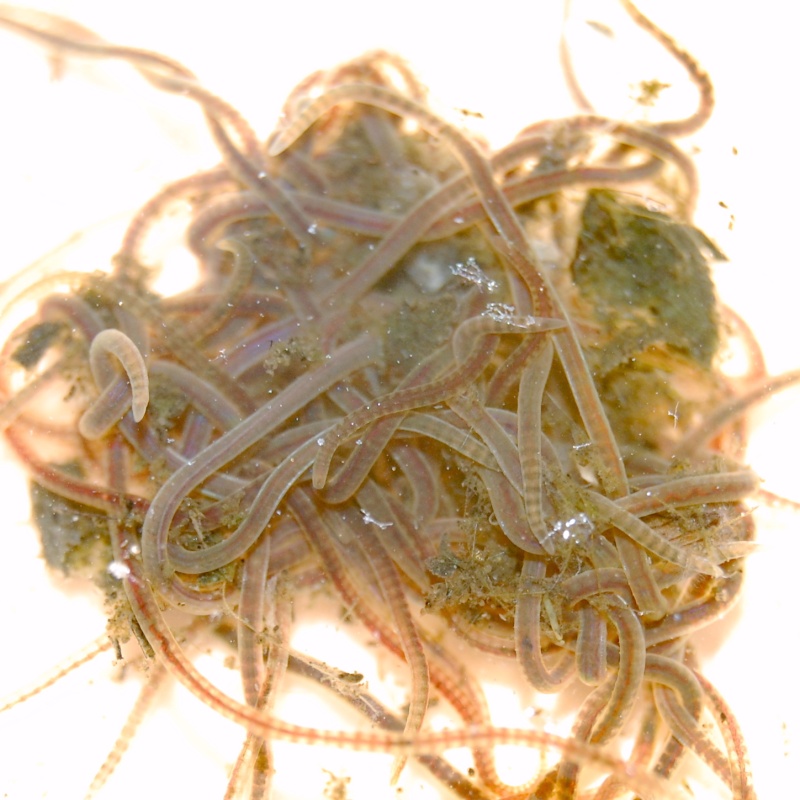 Californian Blackworms (Lumbriculus variegatus) (EU/UK)
