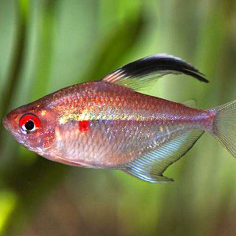 6   Bleeding Heart tetras