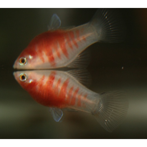 Bleeding Heart Platies