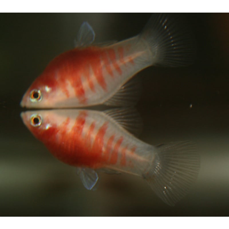 Bleeding Heart Platies