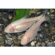 8 blind cave tetras