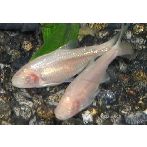 8 blind cave tetras