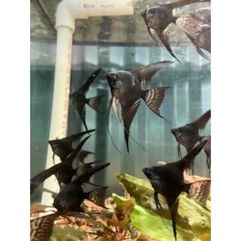 6 Black Veil Angelfish