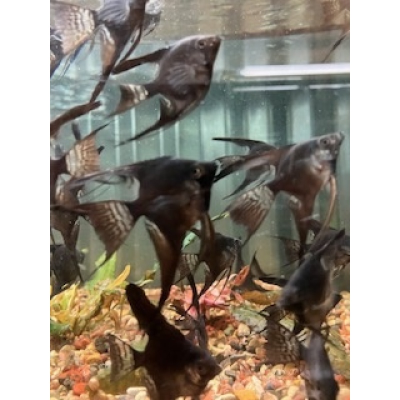 6 Black Veil Angelfish