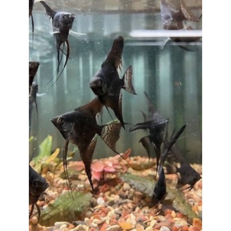 6 Black Veil Angelfish