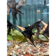 6 Black Veil Angelfish