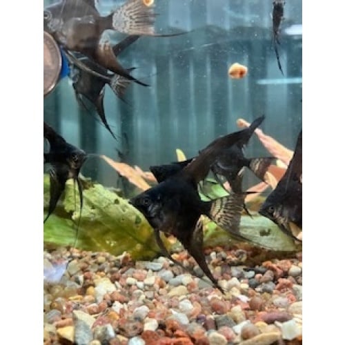 6 Black Veil Angelfish