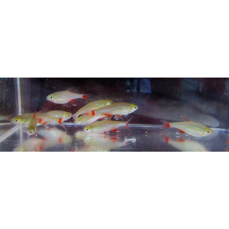 12 bloodfin tetras