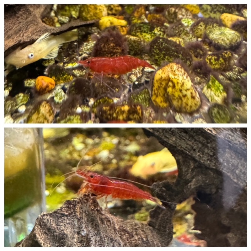 10 Bloody Mary Neocaridina