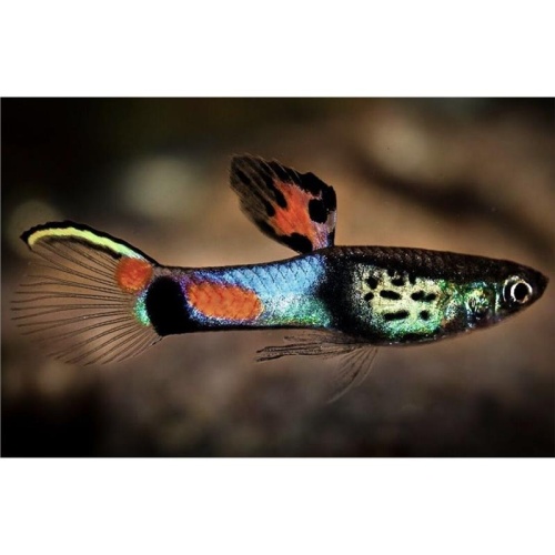 Poecilia wingei No.31 Blue Snake