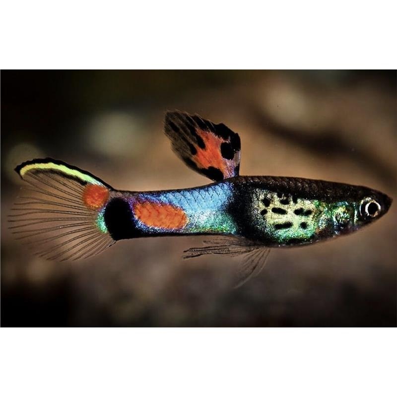 Poecilia wingei No.31 Blue Snake