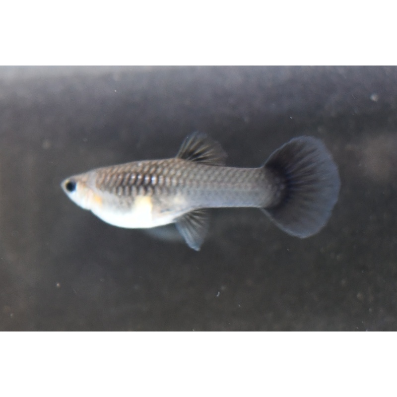BlueLazuli selected breeding trio