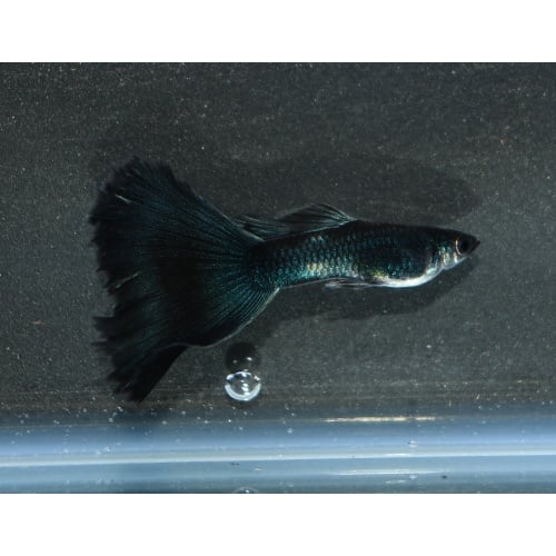 BlueLazuli selected breeding trio