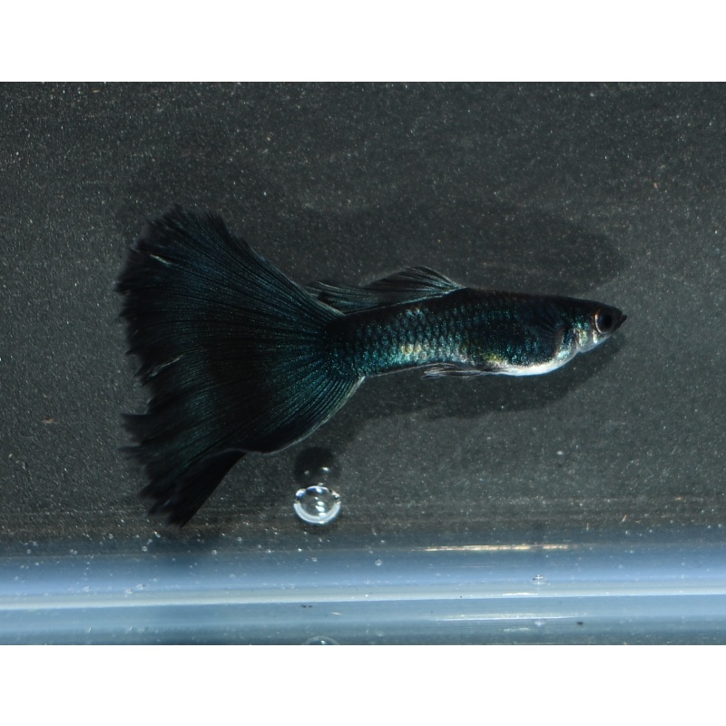 BlueLazuli selected breeding trio