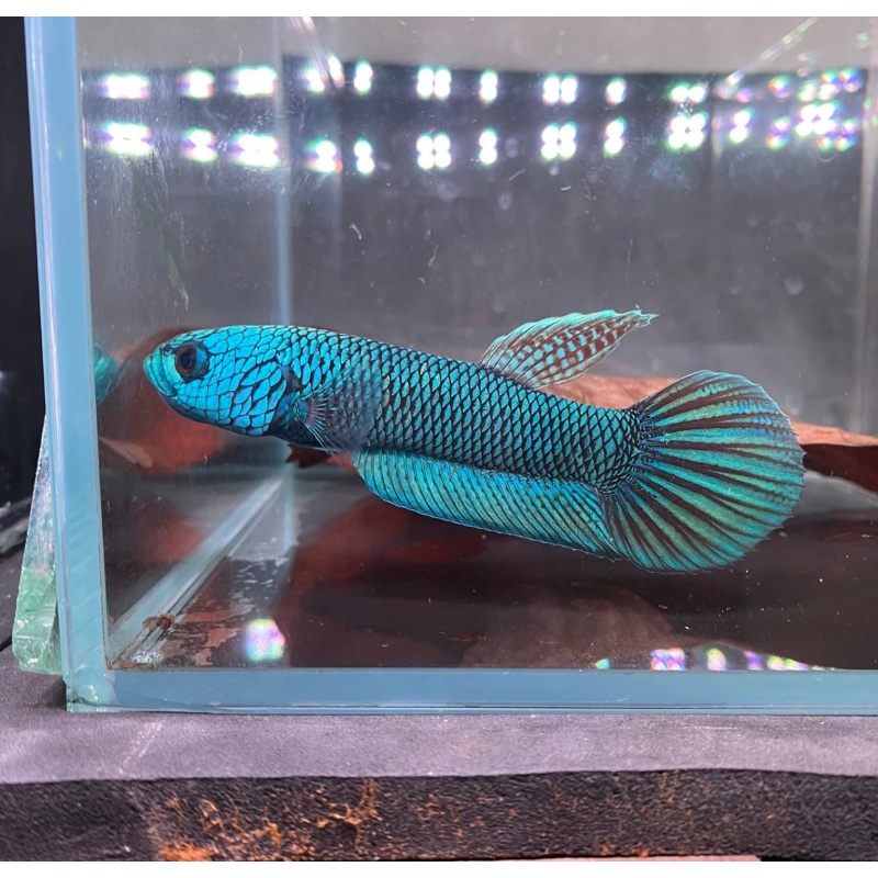 protect from extinction wild betta antuta blue azure pair