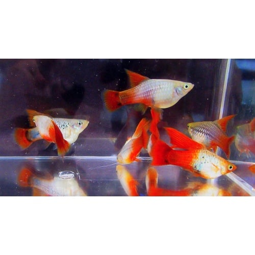 2 males 3 females high fin blue coral variatus