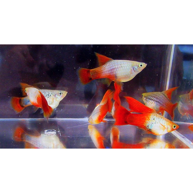 2 males 3 females high fin blue coral variatus