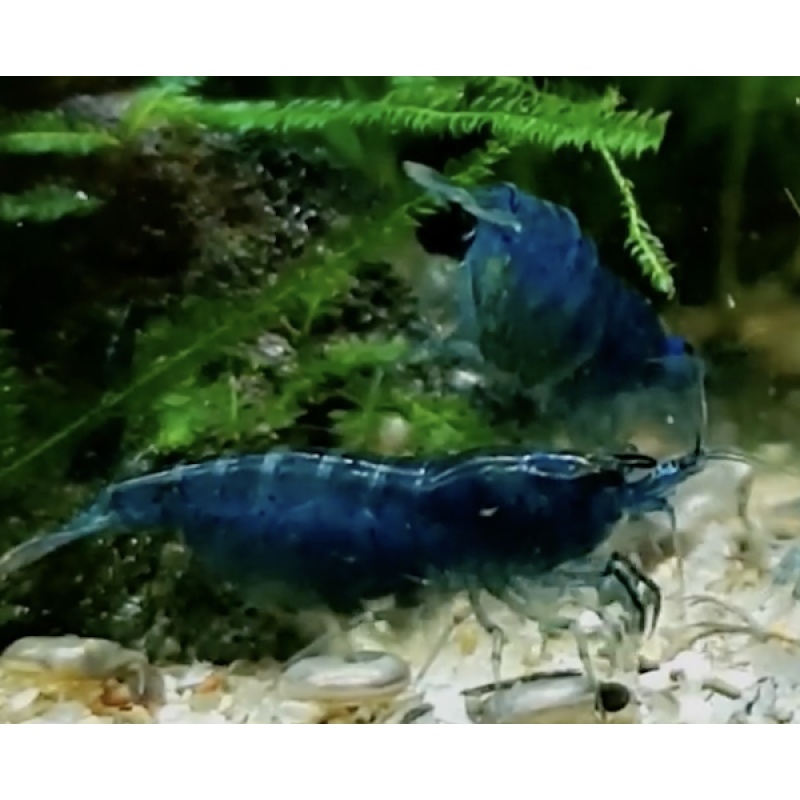 **(x30+) Blue Dream Neocaridina shrimp