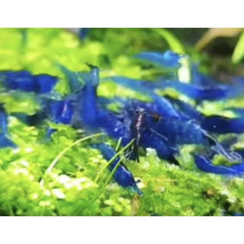 **(x30+) Blue Dream Neocaridina shrimp
