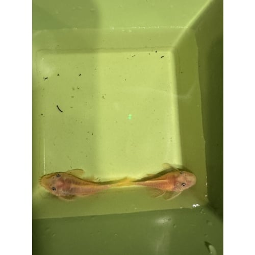 Young L144 Blue Eye Pair