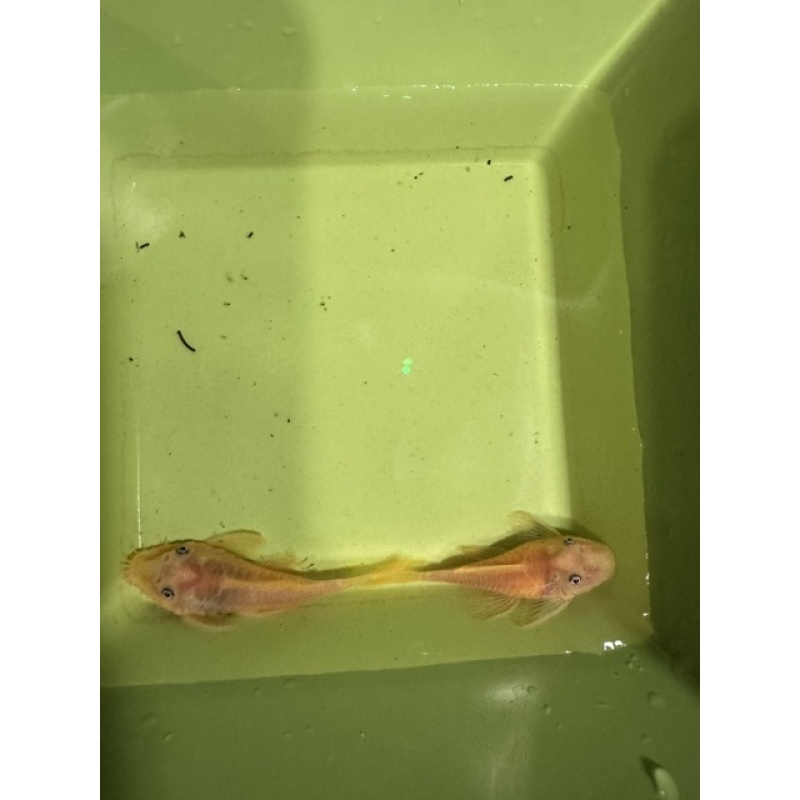 Young L144 Blue Eye Pair