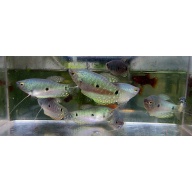 8 blue gouramis