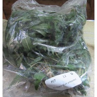12 bunches, 36 plus stems of Blue Hygro