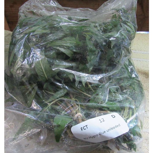 12 bunches, 36 plus stems of Blue Hygro