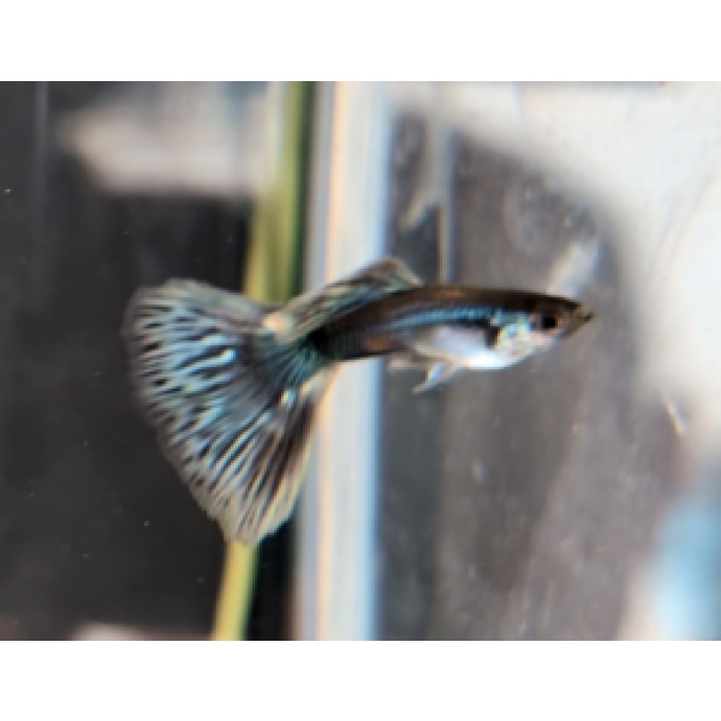 5M/5F mutation guppies from strain creation