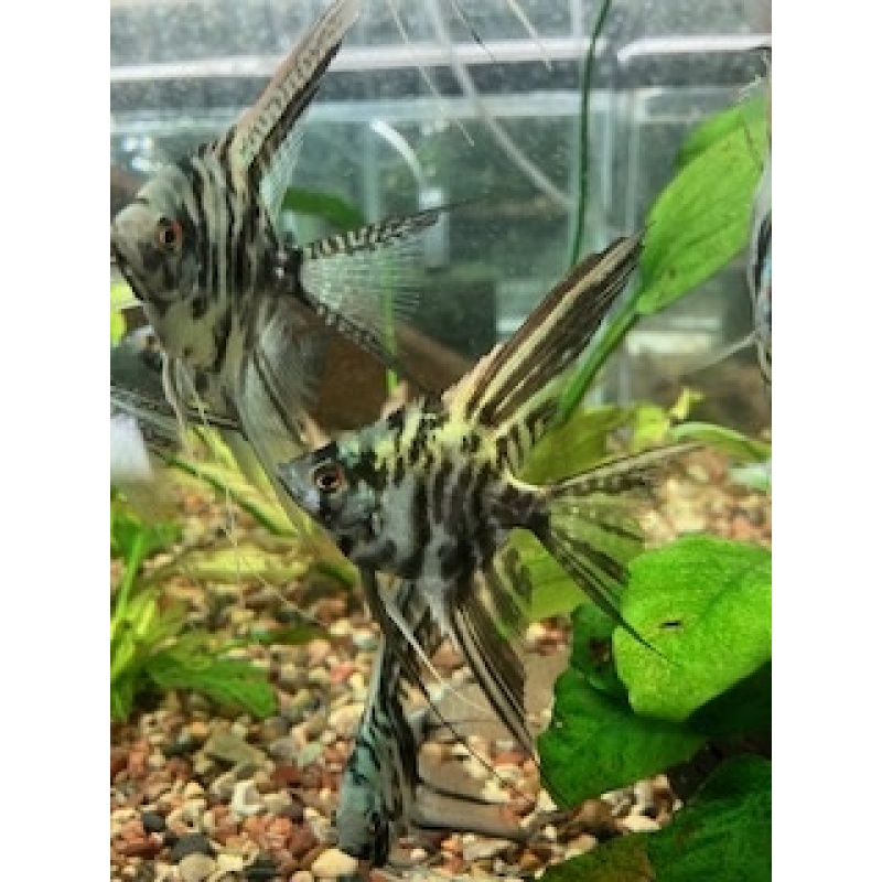 Angelfish