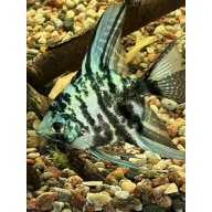 Angelfish
