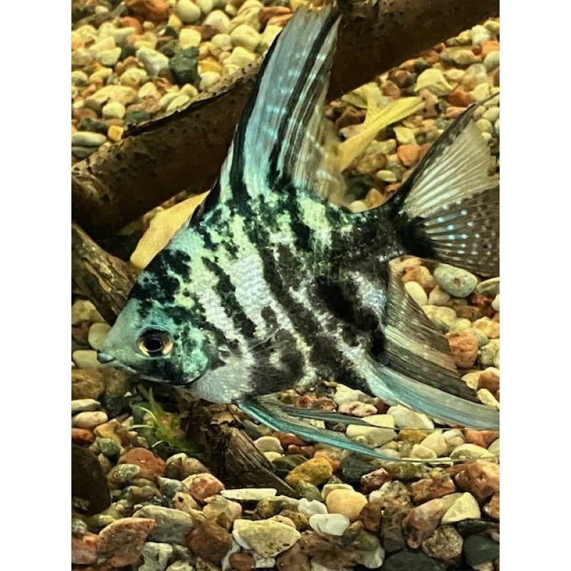 Angelfish