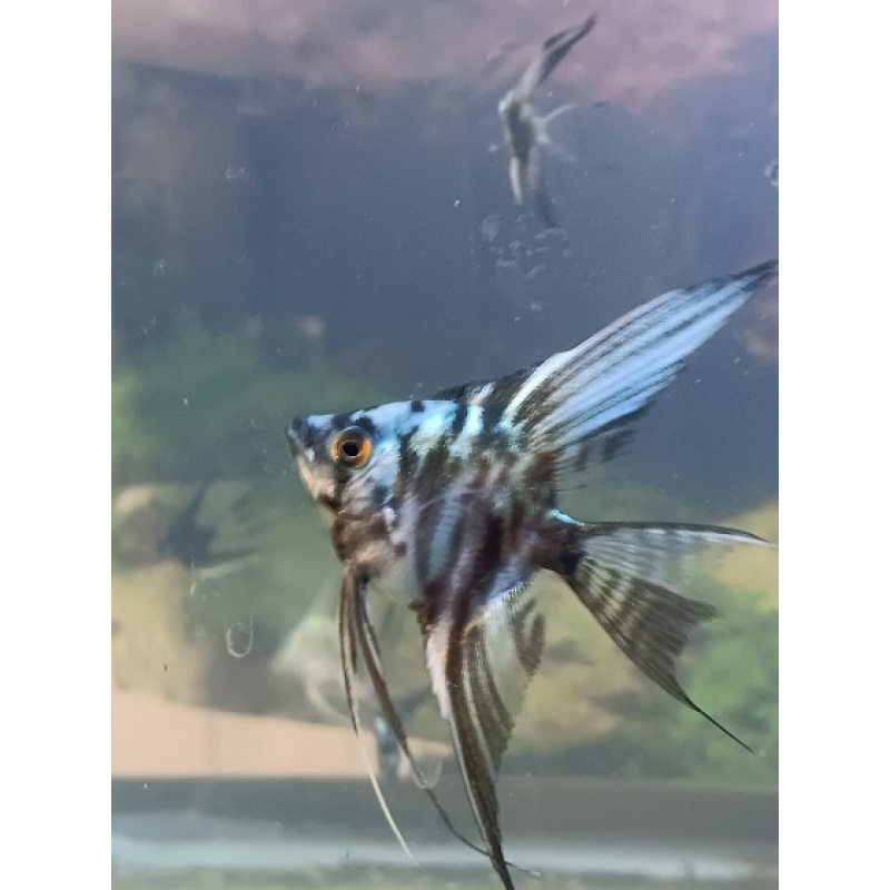 Blue Marble Angels