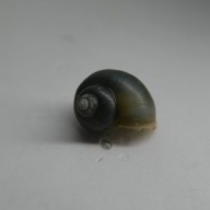 20 blue mystery snails