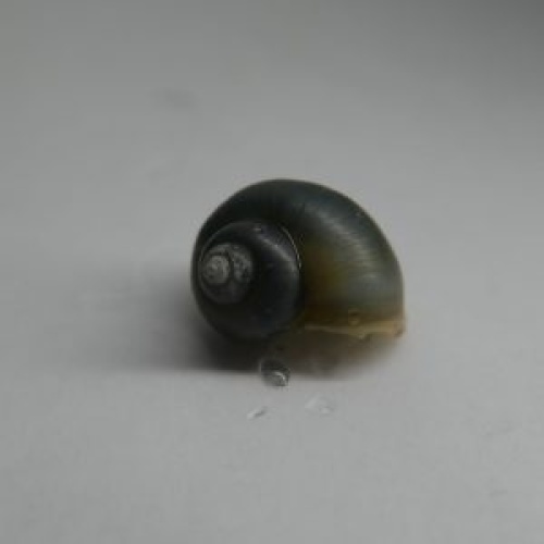 20 blue mystery snails