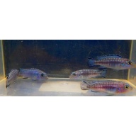 8 blue socolofi