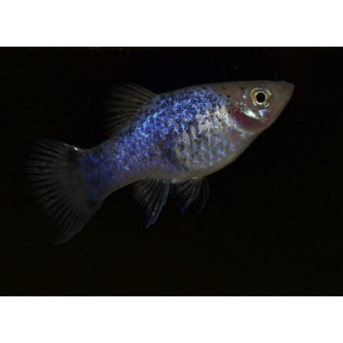 Blue Spotted Platies