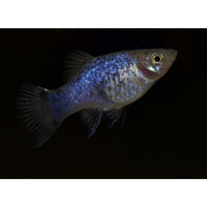 Blue Spotted Platies