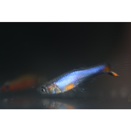 Blue Star Endler