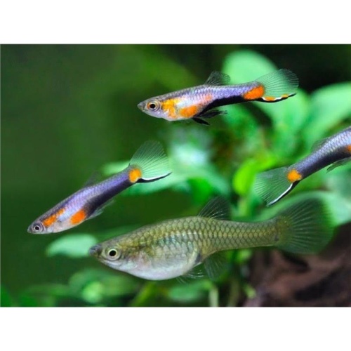 Poecilia wingei Campoma No.47 Blue Star