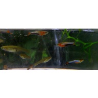 3 pair blue star endlers