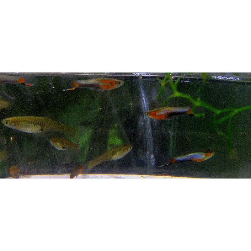 3 pair blue star endlers