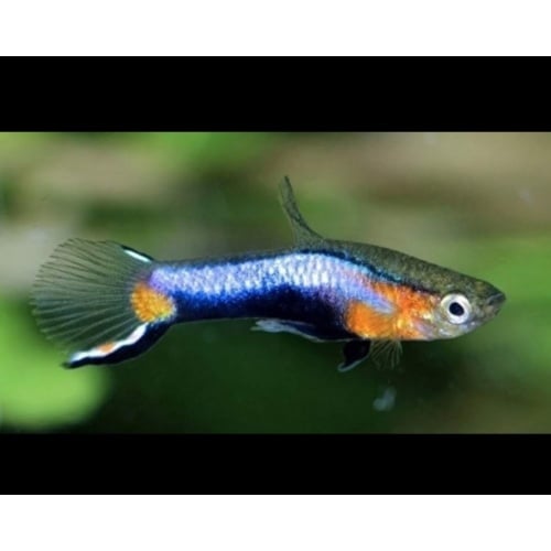 Poecilia wingei "Blue Star/Campoma No. 47" endler - 2 trios (2 males / 4 females)