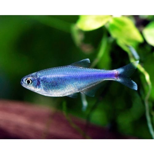 5 blue tetras